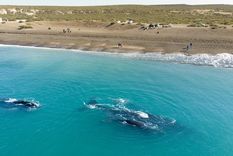 En invierno es época de avistaje de ballenas en Chubut