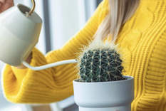 Cactus redondos, lindos, elegantes y de fácil cuidado. La mejor elección para adornar el hogar Foto: Shutterstock