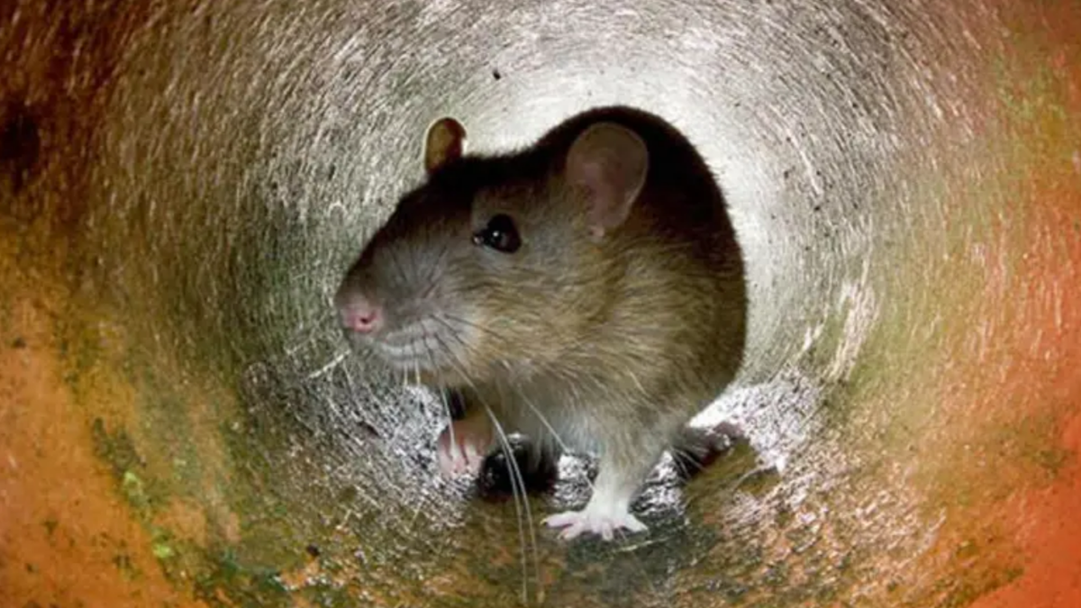 Cómo combatir las ratas en el hogar sin usar veneno