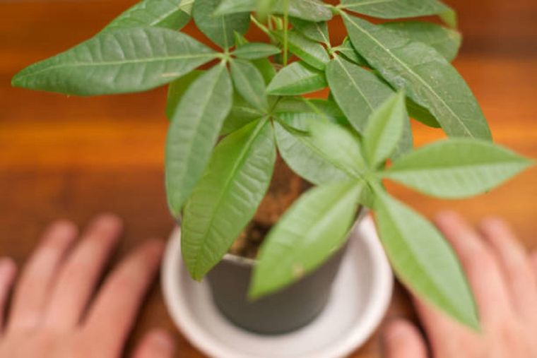 Árbol del dinero, una de las plantas para atraer abundancia.