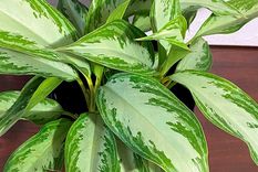 Aglaonemas, una planta de interior que requiere escaso mantenimiento y poca luz. Foto: Amazon.com