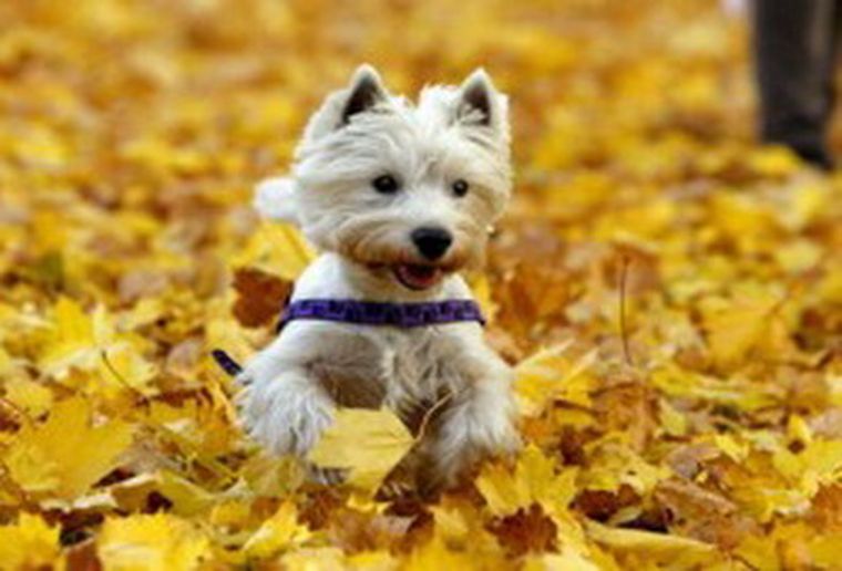 Muchas hojas para recolectar en otoño. Foto: EFE