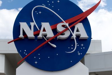 MDZol | La NASA dio a conocer un estudio que revela as plantas capaces de purificar el aire de nuestros hogares Foto: Shutterstock