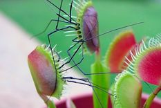 Al momento de capturar a una presa viva, la hoja de la planta carnívora Dionaea muscipula (también conocida como venus atrapamoscas) permanece cerrada entre 7 y 10 días para así  digerir el insecto atrapado. Foto: plantacarnivora.cl
