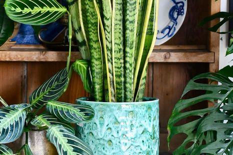 Plantas que limpian el aire y las vibras. Plantas que limpian el aire y las vibras.