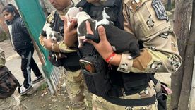 Los perros Pitbull fueron encontrados en Salta en presunto estado de maltrato animal, incluyendo 8 cachorros de 15 días. Los perros Pitbull fueron encontrados en Salta en presunto estado de maltrato animal, incluyendo 8 cachorros de 15 días.