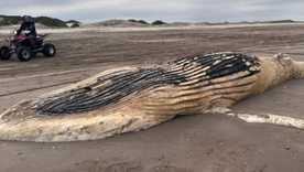 conmocion: encontraron el cadaver de una ballena jorobada en el partido de la costa