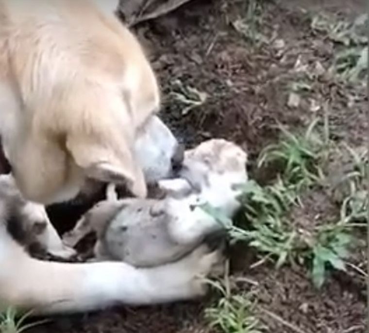 La perra no se resignó a perder a su cachorro e intentó revivirlo