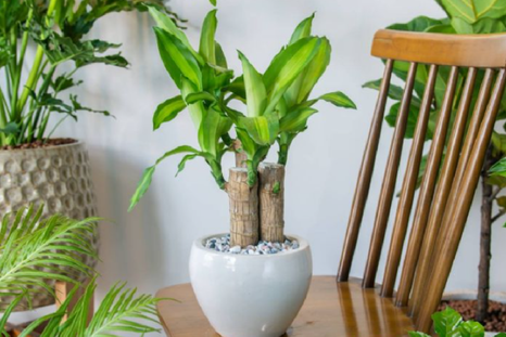 Una planta decorativa y de fácil cuidado. Fuente: Shutterstock. Una planta decorativa y de fácil cuidado. Fuente: Shutterstock.