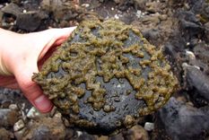 Alga Dydimo o moco de roca.