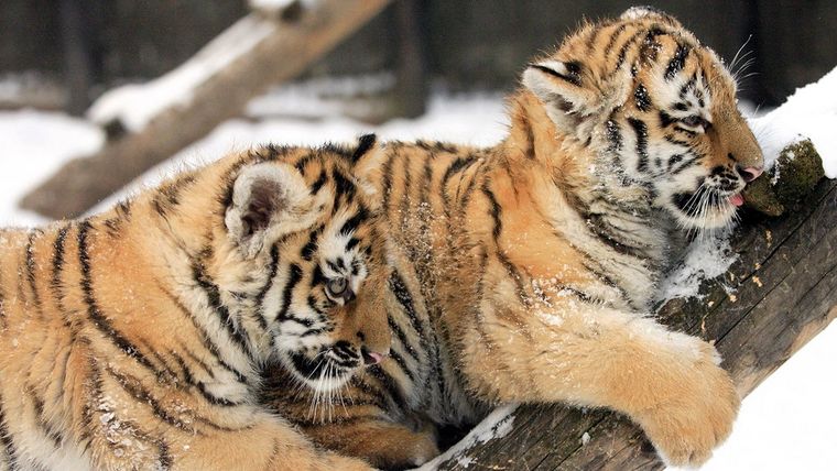 El dueño del zoológico de Luján fue denunciado penalmente luego de que uno de sus empleados denunciara que lo obligaban a matar a tigres recién nacidos