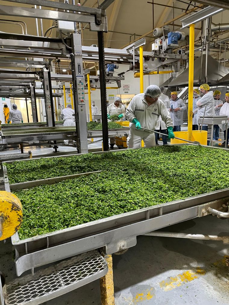 El proceso de deshidratado de vegetales y hortalizas conserva todas las características organolépticas y los nutrientes. Foto: Sol Devia