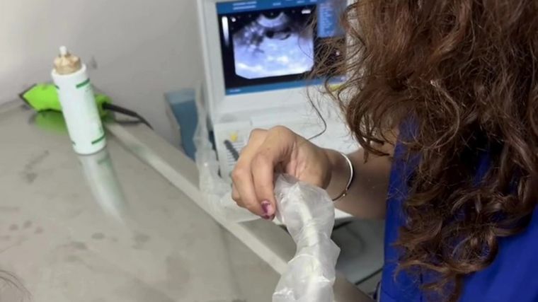 Una usuaria de TikTok, Ani Chapan, mostró la reacción de su mascota al mostrarle la ecografía que comprobó que estaba preñada. Foto: Captura de TikTok