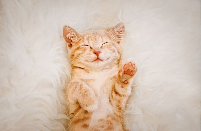 Ronronear, amasar o mostrar la panza son gestos que revelan confianza y bienestar en los gatos. Foto: Shutterstock Ronronear, amasar o mostrar la panza son gestos que revelan confianza y bienestar en los gatos. Foto: Shutterstock