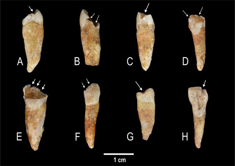 Dientes de la prehistoria que sirvieron para el descubrimiento y el estudio. Foto Dpa Dientes de la prehistoria que sirvieron para el descubrimiento y el estudio. Foto Dpa