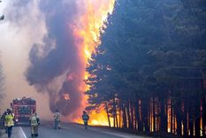 La deforestación ilegal es una de las prácticas que atentan contra el medio ambiente Foto: Euronews. La deforestación ilegal es una de las prácticas que atentan contra el medio ambiente Foto: Euronews.