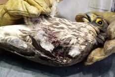 Halcón peregrino rescatado en Ciudad de Mendoza.