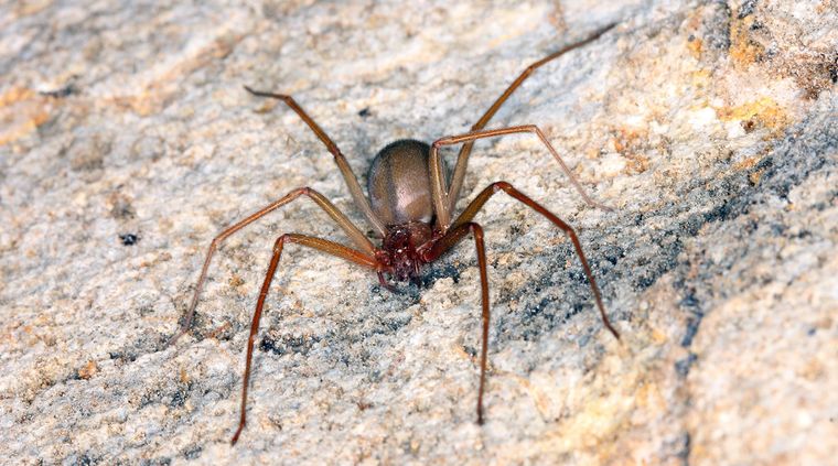 La araña de la especie loxosceles es potencialmente peligrosa para los seres humanos. Foto: shutterstock.com