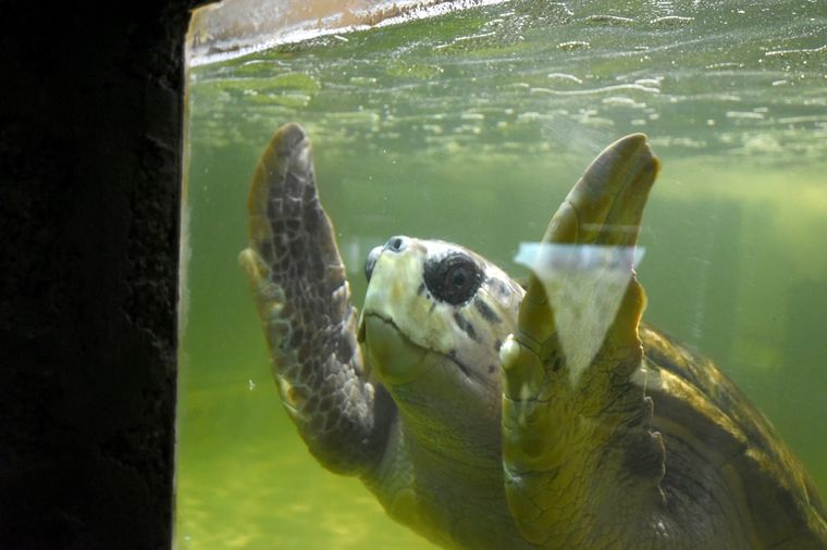 El Tortugo Jorge abandonó la provincia este miércoles rumbo a la Ciudad de Mar del Plata. Foto: Maximiliano Ríos / MDZ