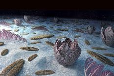 Recreación de los fondos marinos hace 500 millones de años. Foto: Dpa.