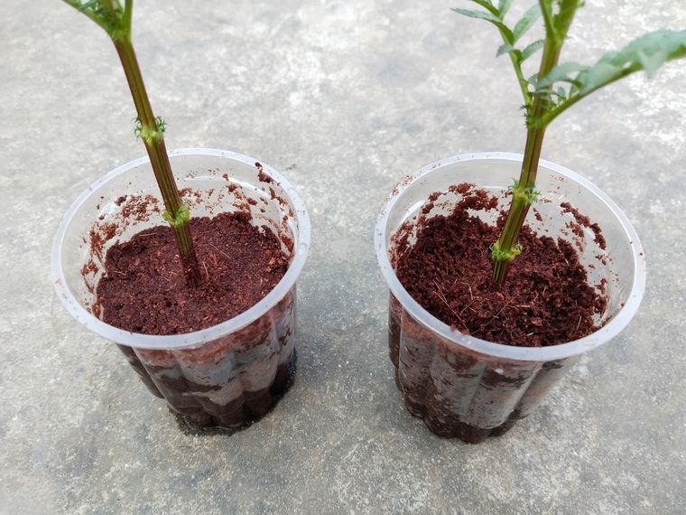 Este enraizante casero se prepara solamente con un ingrediente de cocina Foto: Shutterstock