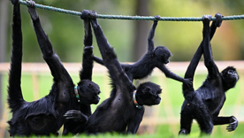 En el camino de la evolución, aparecieron enfermedades genéticas en los humanos por haber perdido la cola de nuestros antepasados primates. Foto: Getty Images