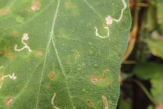 El gusano minador es una de las plagas más peligrosas del jardín. Foto: Shutterstock