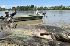 Un pescador profesional italiano capturó en el río Po un monstruoso siluro de casi tres metros Foto: Alessandro Biancardi/VCG