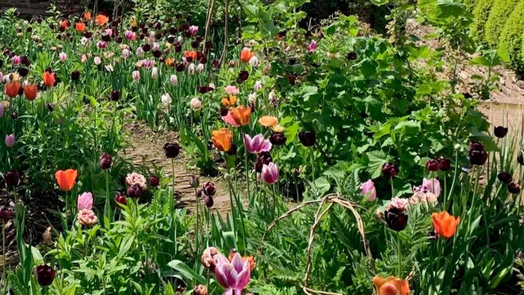 El crecimiento de las plantas también se ve favorecido por un grupo de micronutrientes, aquellos que no necesitan en grandes cantidades. Entre ellos se encuentran el hierro, el cobre, el zinc, el boro, el cloro, el manganeso y el molibdeno. Foto: Future/Thomas Rutter