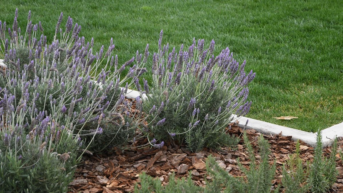 Las plantas 