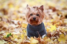 Foto: Foto: Muy interesante