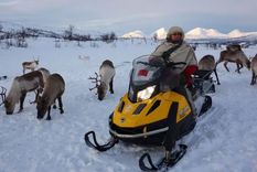 Renos y nieve, dos constantes en los lenguajes sami. Foto: GETTY IMAGES