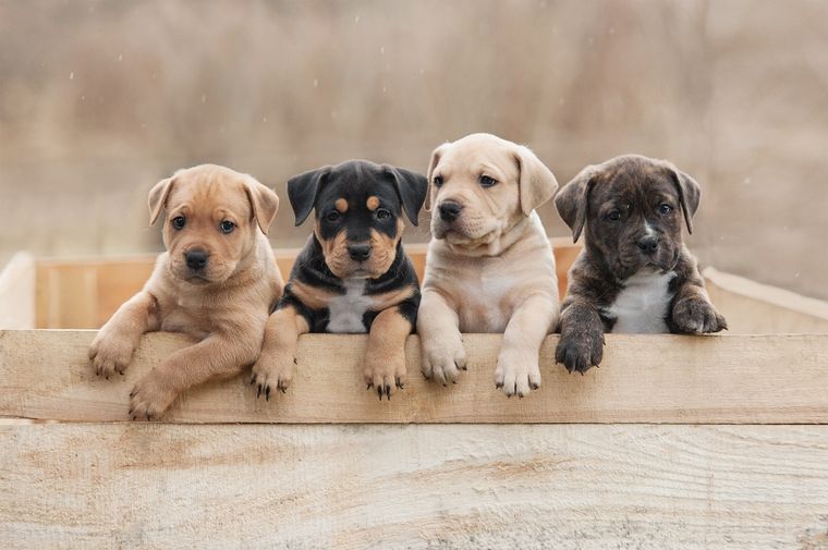 Los perros más cariñosos y fieles Foto: SHUTERSTOCK