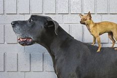 Los perros han acompañado al hombre por lo menos 10.000 años.