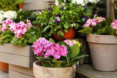 Te compartimos las plantas que te ayudarán a mantener el aire libre de contaminantes (Shutterstock).