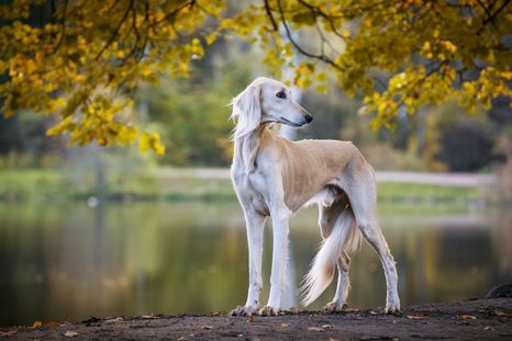 Entre las razas de mascotas más rápidas se encuentra el Saluki. Foto: Shutterstock Entre las razas de mascotas más rápidas se encuentra el Saluki. Foto: Shutterstock