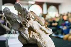 descubren en la patagonia al abuelo de los lagartos, una especie unica de la era de los dinosaurios