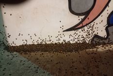 Muchas personas, preocupadas, comenzaron a compartir imágenes en las redes sociales. Foto: X.