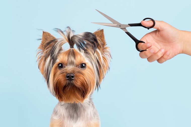 CORTAR EL PELO DE LAS MASCOTAS Foto: SHUTERSTOCK