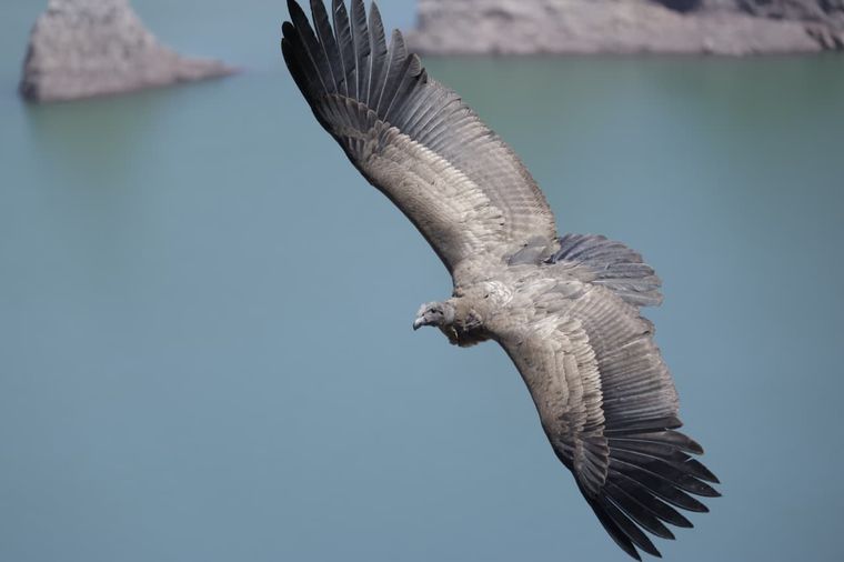 El cóndor liberado es un macho juvenil.