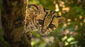El margay es un felino que habita zonas selváticas desde México hasta el norte de nuestro país. El margay es un felino que habita zonas selváticas desde México hasta el norte de nuestro país.