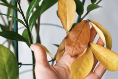 Este abono casero puede revivir tus plantas. Foto: Shutterstock