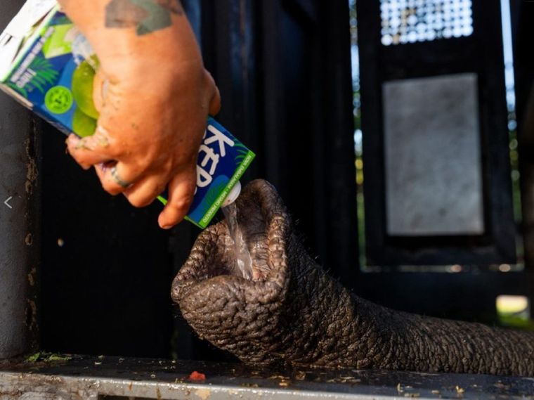 La elefanta Kenya tomó agua de coco cuando llegó a Brasil.