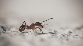Uno de los mayores atractivos para las hormigas en verano es la comida dulce o rica en carbohidratos que no está cubierta. Uno de los mayores atractivos para las hormigas en verano es la comida dulce o rica en carbohidratos que no está cubierta.