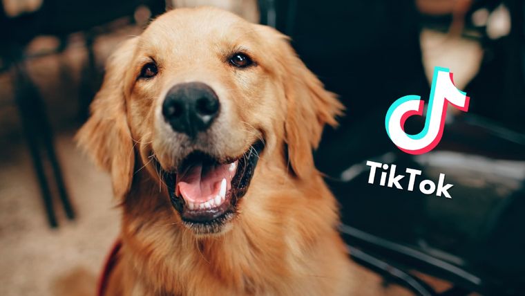 Esta raza de perros es una de las amadas