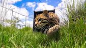 El ocelote es un felino salvaje que habita en el norte de nuestro país. El ocelote es un felino salvaje que habita en el norte de nuestro país.