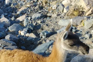 MDZol | guanaco.webp