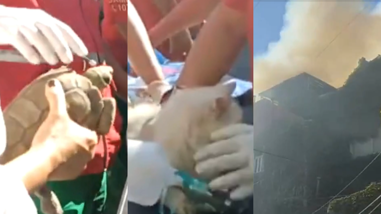 Hidrataron a varias mascotas en medio del incendio en un conventillo de La Boca.