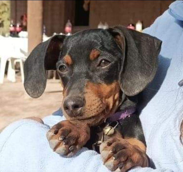 La perrita perdida responde al nombre de Violeta