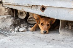 Preocupa la cantidad de animales en situación de abandono. Foto: Shutterstock Preocupa la cantidad de animales en situación de abandono. Foto: Shutterstock